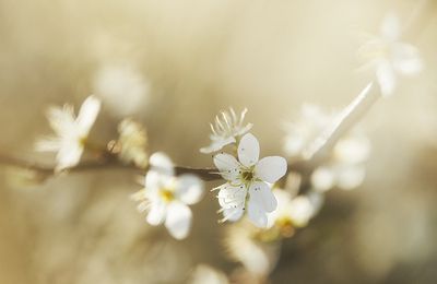 jetez vos noyeaux : plantez des arbres ?