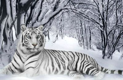 Les Prophéties du Tigre blanc de Marc-Louis Questin : un manifeste post-surréaliste ?