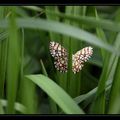 Papillon mozaique Semiothisa clathrata =Chiasmia - Géomètre à barreaux 