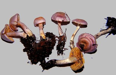 ウスムラサキフウセンタケ Cortinarius subalboviolaceus