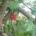 Fleurs du Portugal - Photos Régis MOULU