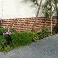 De gauche à droite: un rhododendron, une lavande, une azalée blanche, un skimmia, le rosier grimpant et une heuchére