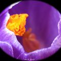 Coeur de crocus