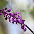 Orchis mâle * Early purple orchid 2017