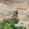 L'oiseau chante, même si la branche sur laquelle il est perché craque, parce qu'il sait qu'il a des ailes.