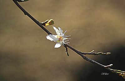 LE PRINTEMPS