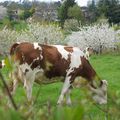 Les animaux de la ferme à Bessenay