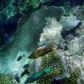 La grande barriere de corail
