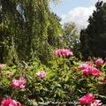 Journal de bord d'été : au pays des roses...