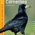 Corbeaux et corneilles