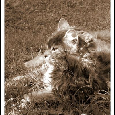 Sépiamania...Photomania!