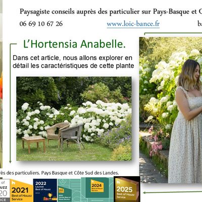 Hortensia Anabelle par Paysagiste Pays Basque et Paysagiste Landes.