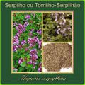 SERPILHO ou TOMILHO-SERPÃO (Thymus serpyllum) 