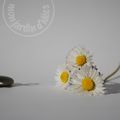 pRintemps