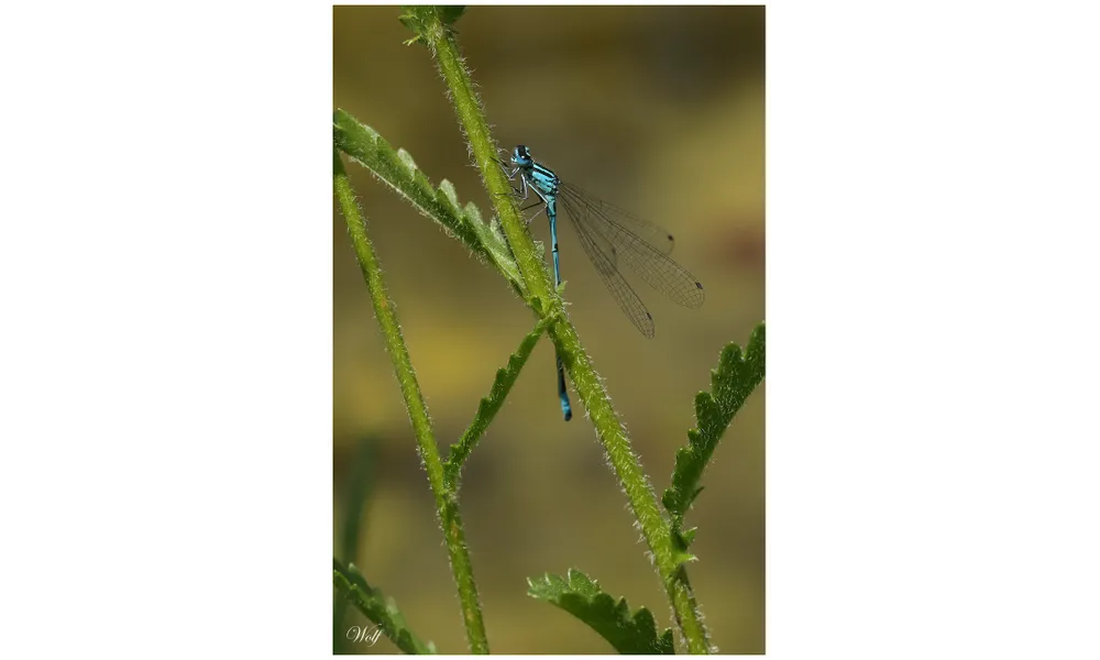 Agrion jouvencelle (demoiselle) à St Paul de Varces
