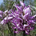 oRCHiS SiMia (Orchis singe) 