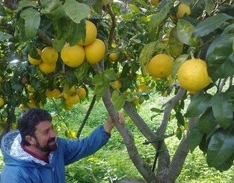 Bergamote, zeste de compagnie des alcools, vins pétillants, limonades ou thés glacés...