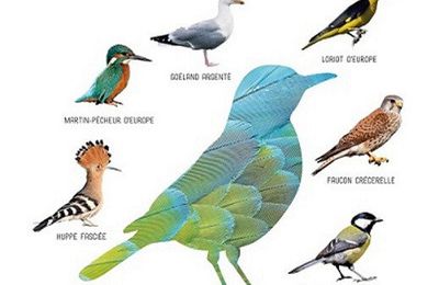 « Oiseaux de France et d’Europe » : un guide à lire et à écouter !