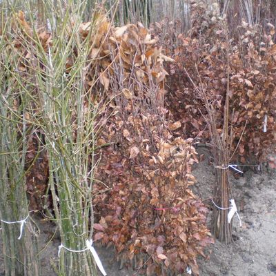 Chez le pépiniériste : Guy Hu à St Lambert