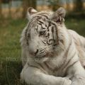 Tigre blanc