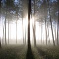 La forêt : acteur majeur de la transition énergétique