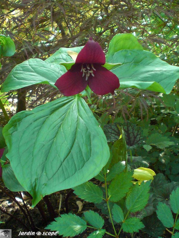 Trillium erectum 