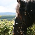 mes chevaux