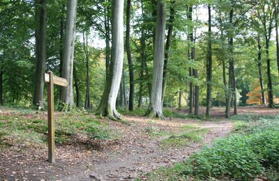 RALLYE - DECOUVERTE du 8 SEPTEMBRE 2013 : « NOMS DE CARREFOURS ET DE LAIES EN FORET DE RETZ » 