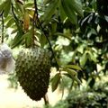 j'en ai fait une Sauce aux Fruits de Mon CHERIMOYA