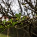 BOURGEONS DE PRINTEMPS