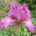 Derniers iris...