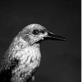 Les oiseaux de Sens par Emmanuel Berry (3)