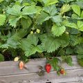 Des fraisiers au jardin pour des desserts gourmands !