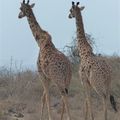 Girafes - Afrique de l'Est