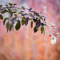 Le givre en voit de toutes les couleurs ...