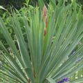 Yucca rostrata