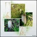 Le Marquenterre 2011 - Champignons étonnants
