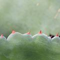 Les serres froides du jardin exotique de Roscoff et ...