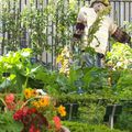 Le potager du Jardin des Plantes - Paris. 2/2