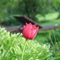 une tulipe rose