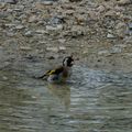 Chardonneret prend son bain