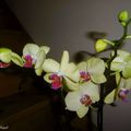 Variations sur ma dernière Orchidée....
