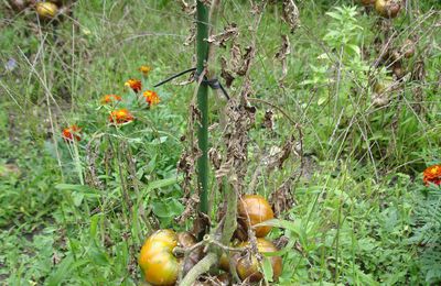 Mes Tomates la Cata...