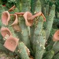 Le hoodia...une plante à consommer crue!