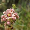 Sempervivum