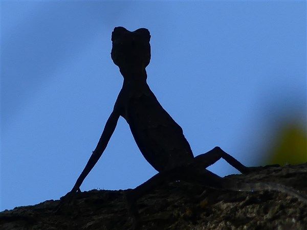 Voyage en Sulawesi - petite présentation de ce bel archipel