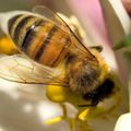 Une recette pour la protection des abeilles ? 