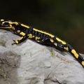 Salamandre tachetée : Salamandra salamandra