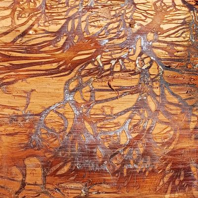 Aquarelles sylvicole