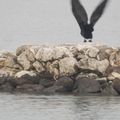 De Skhoinos (Ithaque) à Lefkas - Croisière d'entraînement en Grèce, 27 décembre 2019 - Training cruise, December 27, 2019